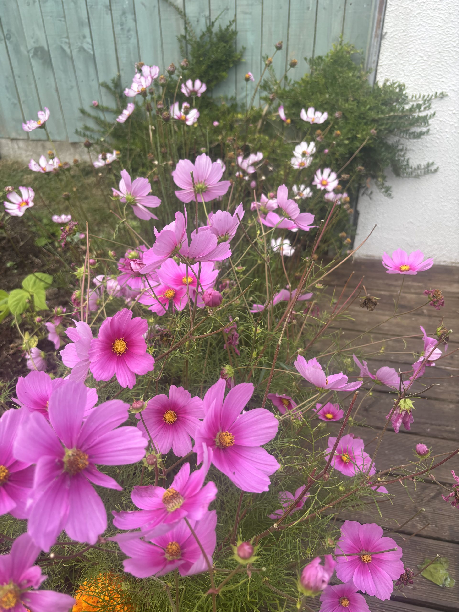 Saving Seeds From Cosmos | A Simple Guide